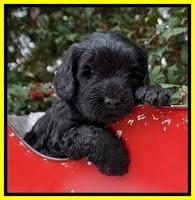 Raven Hawk pups 4 wks old 231