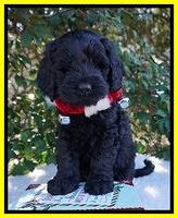 Raven Hawk pups 6 wks old 321