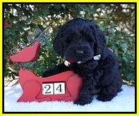 Raven Hawk pups 6 wks old 351