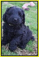 Raven Hawk pups 7 wks old 34100