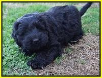 Raven Hawk pups 7 wks old 36100