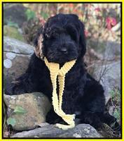 Raven Hawk pups 8 wks old 101