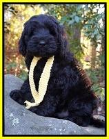 Raven Hawk pups 8 wks old 61