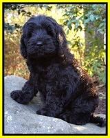 Raven Hawk pups 8 wks old 71
