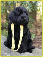 Raven Hawk pups 8 wks old 91