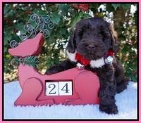 Raven Hawk pups 6 wks old 11
