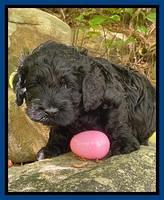 Raven Traveler pups 4 wks old 21