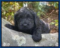 Raven Traveler pups 4 wks old 51