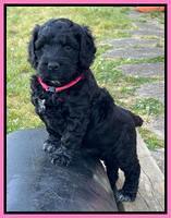 Raven Traveler pups 6 weeks old 61