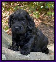 Raven Traveler pups 4 wks old 171