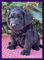 Raven Traveler pups 5 weeks old 141