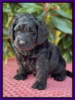 Raven Traveler pups 5 weeks old 161