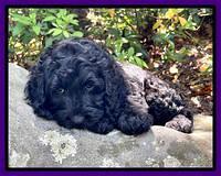 Raven traveler 8 wks old 321