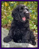 Raven traveler 8 wks old 331