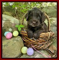 Raven Traveler pups 4 wks old 201