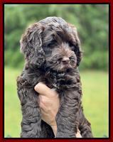 Raven and Traveler 7 wk old 101