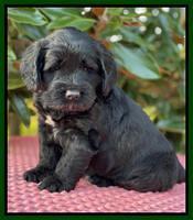 Raven Traveler pups 5 weeks old 241