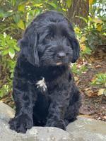 Raven traveler 8 wks old 411