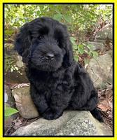 Raven traveler 8 wks old 231