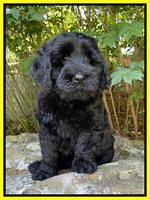 Raven traveler 8 wks old 251