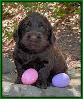 Raven Traveler pups 4 wks old 361