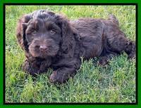Raven Traveler pups 6 weeks old 321