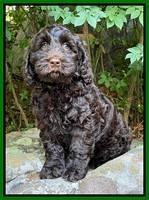 Raven traveler 8 wks old 41