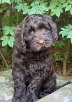 Raven traveler 8 wks old 51