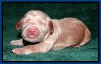 RR one day old 31