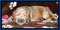 RR pups 1 week old 11