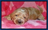RR pups 2 wks old 41