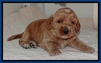 RR pups 2. 8 wks old51