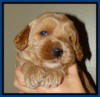 RR pups 2. 8 wks old81