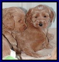 RR pups 4.2 weeks old 61
