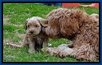 RR pups 4.5 wks old 41