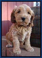 RR pups 5.5  wks old 13 1