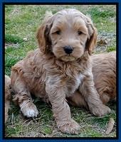 RR pups 6 wks old 121