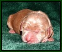 RR one day old 101