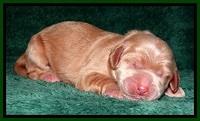 RR one day old 121