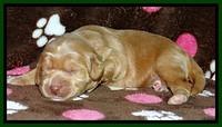 RR pups 1 week old 111