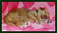 RR pups 2 wks old 111