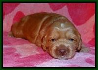 RR pups 2 wks old 141