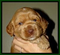 RR pups 2. 8 wks old101