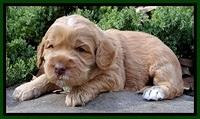 RR pups 3 weeks old 101