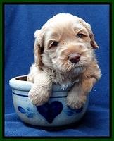 RR pups 4 weeks old 131