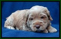 RR pups 4 weeks old 141