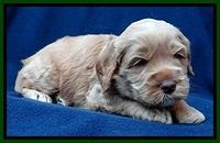 RR pups 4 weeks old 151