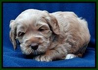 RR pups 4 weeks old 171