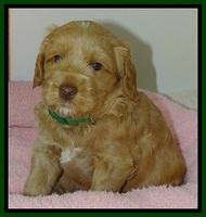 RR pups 4.2 weeks old 131