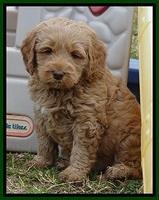 RR pups 6 wks old 22